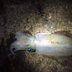 今日はいい天気